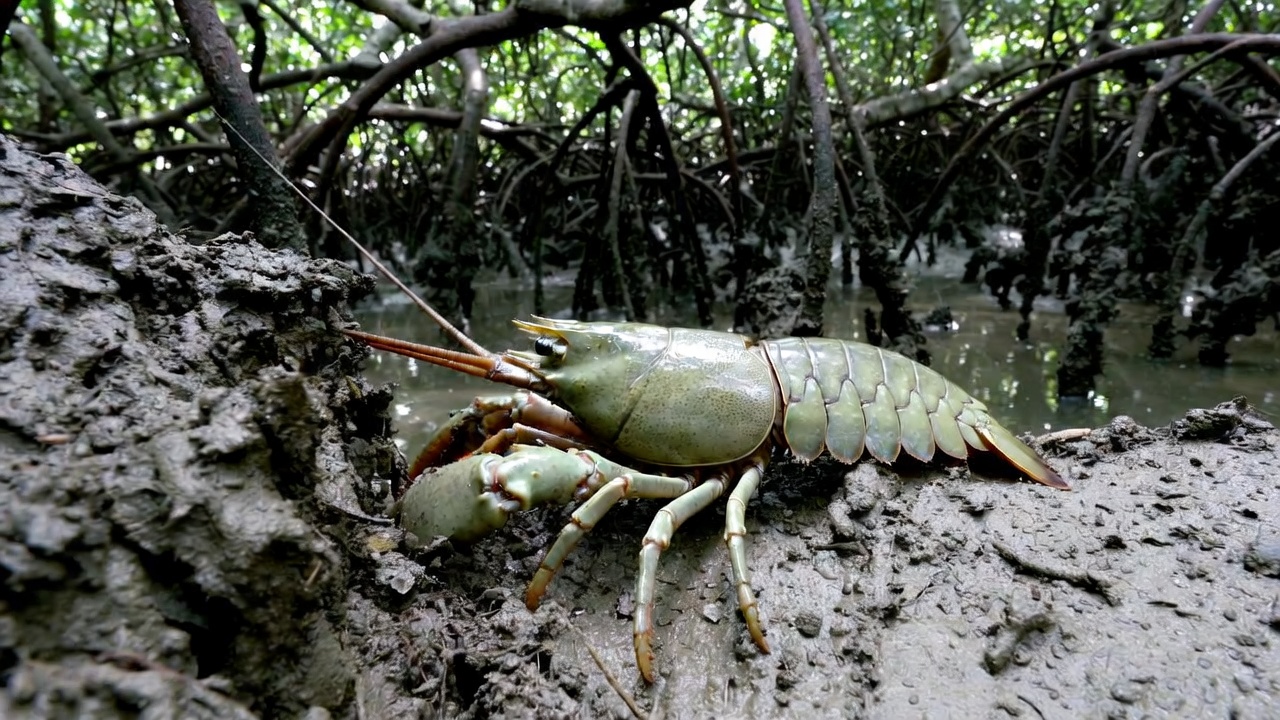 Con tèn hen là con gì