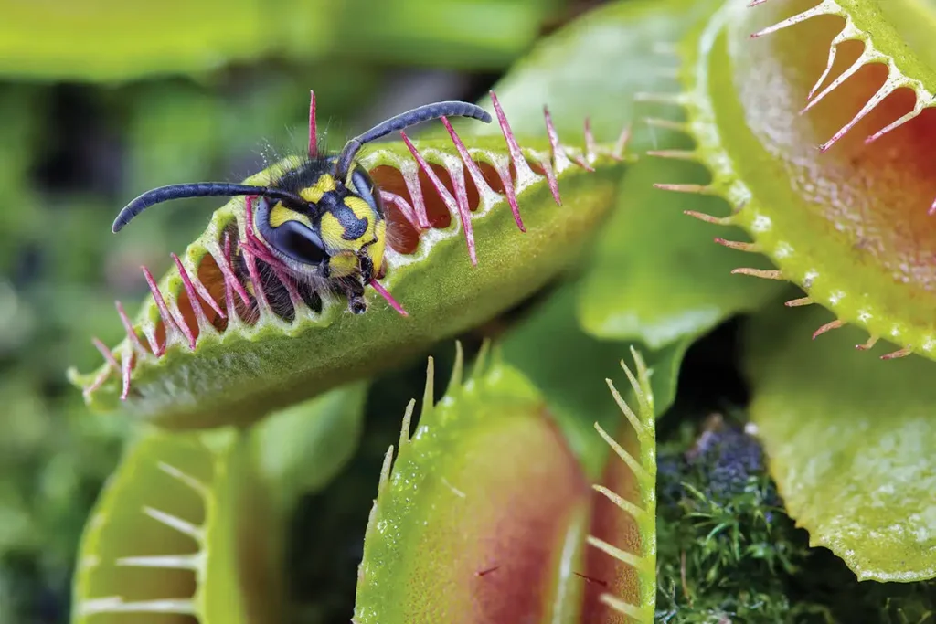 Image 6: Wasp trapped inside a closing Venus flytrap. The interlocking teeth prevent escape while the plant prepares digestion.