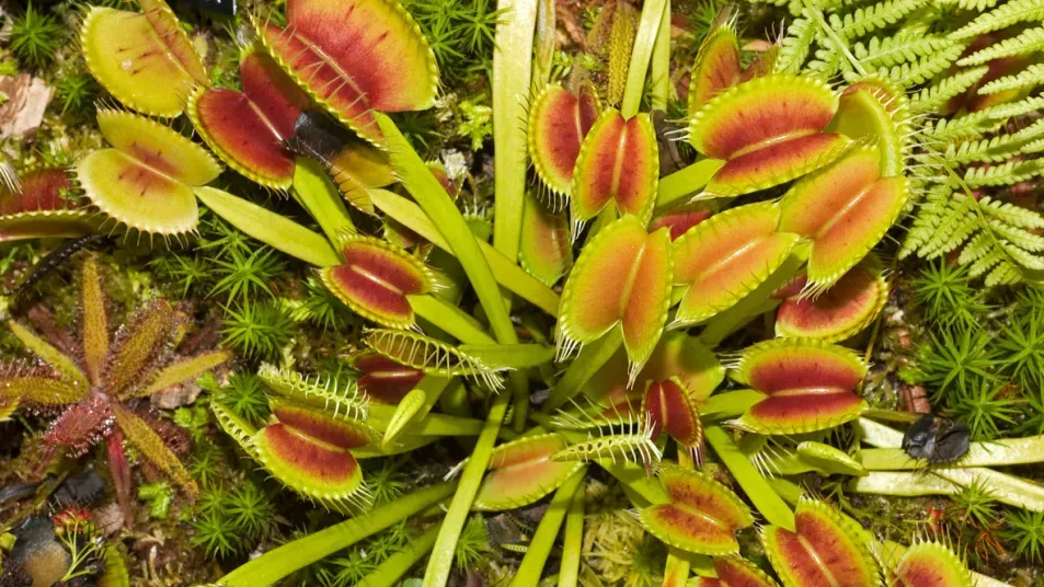 Cơ chế của Cây bắt ruồi Venus trong môi trường sống tự nhiên (Dionaea muscipula). Cây mọc thành cụm với nhiều bẫy lá màu đỏ nổi bật, thích nghi hoàn hảo với đất nghèo dinh dưỡng.