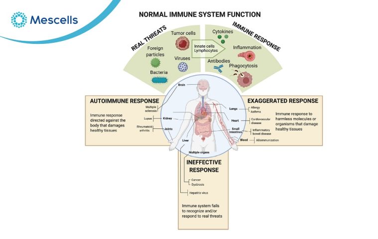 Bệnh Tự Miễn: Nguyên Nhân, Triệu Chứng, Các Loại Phổ Biến, Chẩn Đoán Và Cách Điều Trị Hiệu Quả