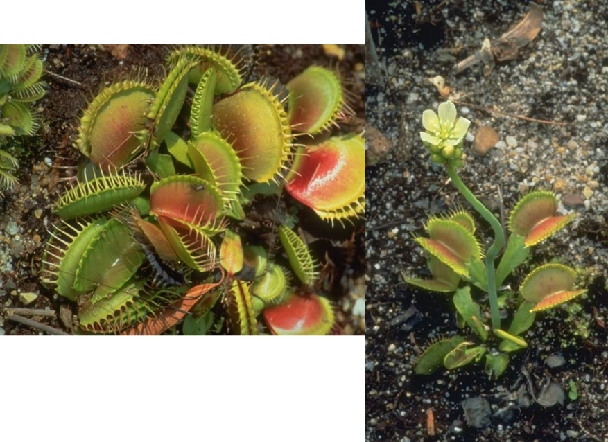 Toàn bộ cây Dionaea muscipula với hoa trắng nhỏ. Lá cây biến đổi thành bẫy kẹp hai thùy, mỗi thùy có 3 lông cảm ứng (trigger hairs) nhạy cảm cực cao.