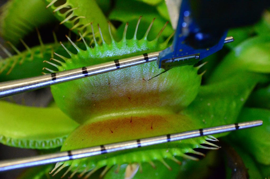 Image 4: Scientific experiment stimulating a Venus flytrap trigger hair. Researchers use fine tools and electrodes to study how mechanical touch generates electrical signals in the trap.