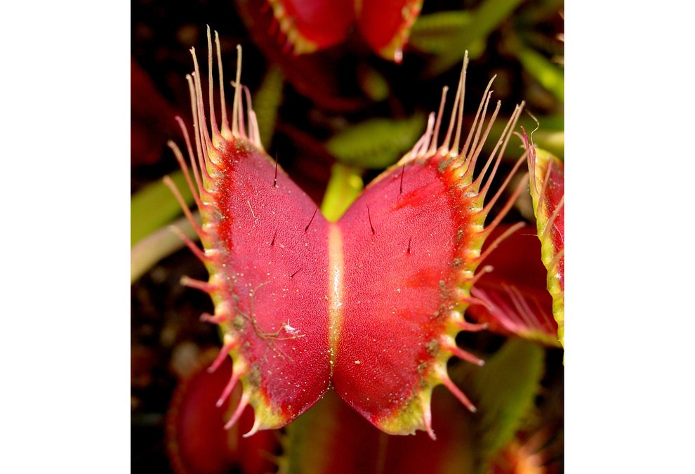 Image 3: Close-up of a Venus flytrap trap showing trigger hairs. These fine hairs are the key sensors in the Venus flytrap mechanism. A deflection of just a few degrees or a force as small as 30 μN can initiate the process.