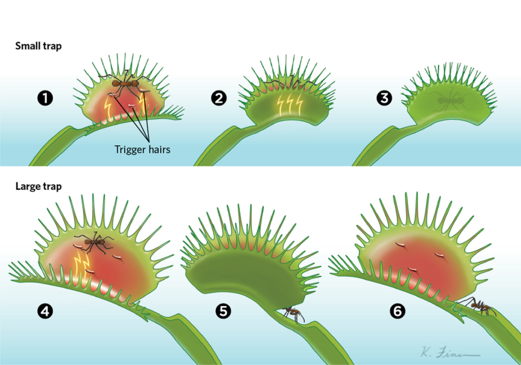 Image 5: Scientific diagram illustrating the stages of Venus flytrap trap closure. (1) Insect touches trigger hairs → (2) Action potentials fire → (3–6) Lobes snap shut via biomechanical changes. The “memory” and threshold system are clearly shown.