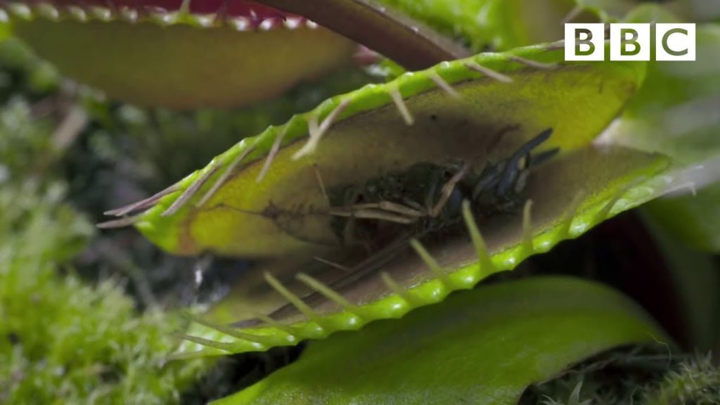 Image 7: Insect being digested inside a Venus flytrap trap. The trap has sealed, and enzymes break down the soft tissues, leaving the exoskeleton behind.